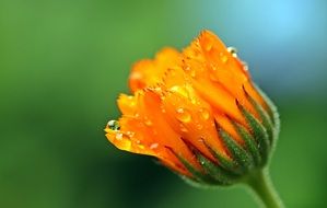 calendula bud in drops close up