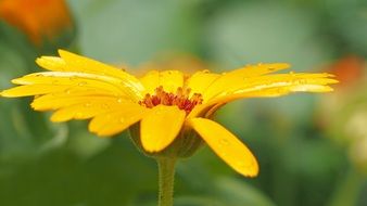 yellow Calendula Marigold flower