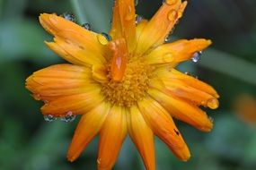 calendula flower in drops close up