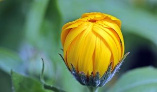yellow bud of calendula close up