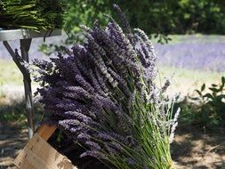 bouquet of lavender outdoor