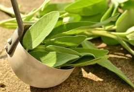 picture of the green herbs