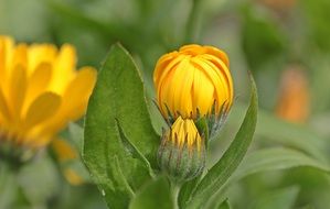 marigold bush with flowers close up