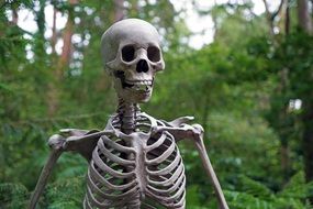 Skeleton in Forest