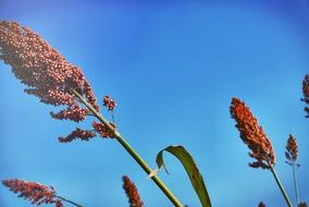 Sorghum plants tops at sky
