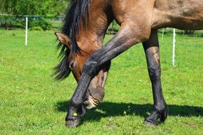 Horse Brown Mold