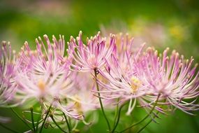 Indian Nettle Flower