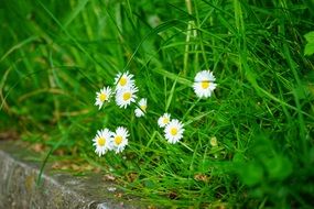 daisies among green grass