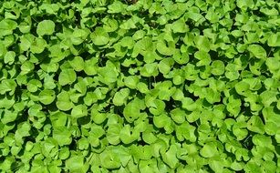 Plant Herb