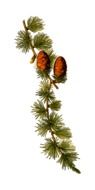 clipart of the conifer branch