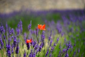 red poppies on a lavender field close up