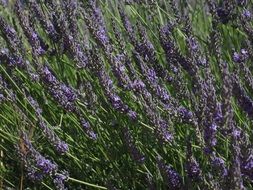 wild field of lavender