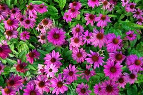 A lot of purple cone flowers