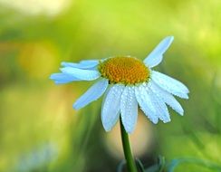 chamomile and dew drops on petals