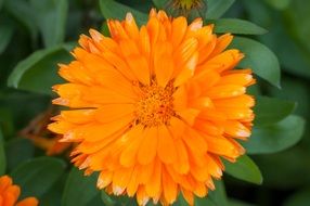 orange medicinal plant