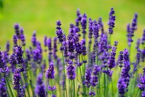 lavender is a wild plant