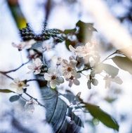 closeup photo of the flowers