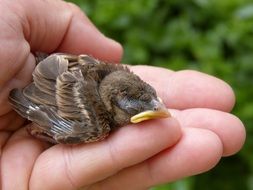 cute Sparrow Chick