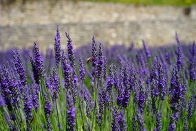 lavender is a wild fragrant plant