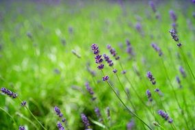 lavender is a wild fragrant aromatic plant