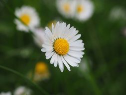 daisy flower on a blurred background