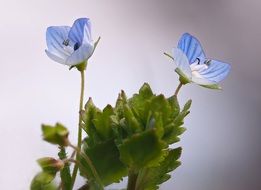 wild veronica officinalis