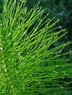 wet horsetail