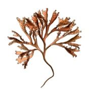 Branch Herbal Medicinal Medicine
