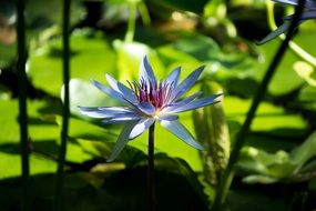 Lotus in green leaves close-up on a blurred background