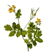 celandine plant on a white background