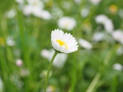 daisy blossom on the daisy meadow