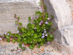 flowering dulcimer herb on the wall
