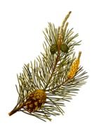 Herbal Medicinal Pine