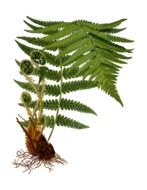 Branch Fern Herbal drawing