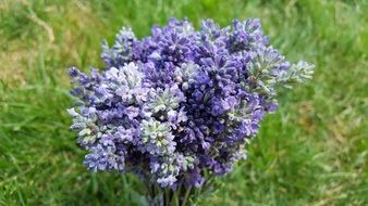 bouquet of colorful lavender closeup