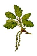 Branch Cornish Herbal drawing