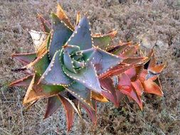 african cactus on earth