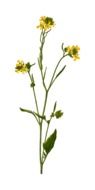 Herbal drawing