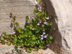 dulcimer herb on the wall