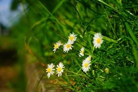 white daisies in green grass
