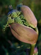 angelica sylvestris in nature