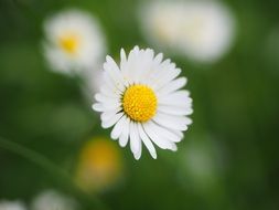 white daisy flower on a blurred background