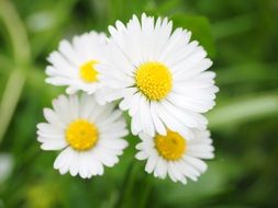 four white daisy flowers