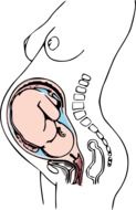pregnancy, Anatomy drawing