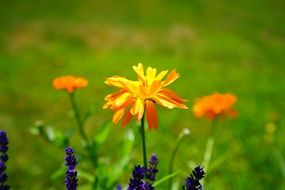 calendula is a medicinal plant