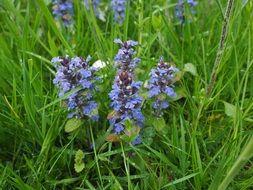 ajuga gÃ¼nsel Flower