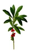 Clipart of Daphne flower