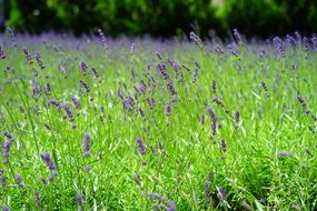 lavender is an aromatic plant