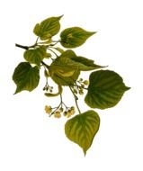 linden branch with flowers, Herbal Medicine, illustration