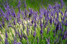 narrow-leaved purple lavender is a wild flower